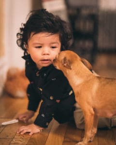 Adopting a dog with a baby