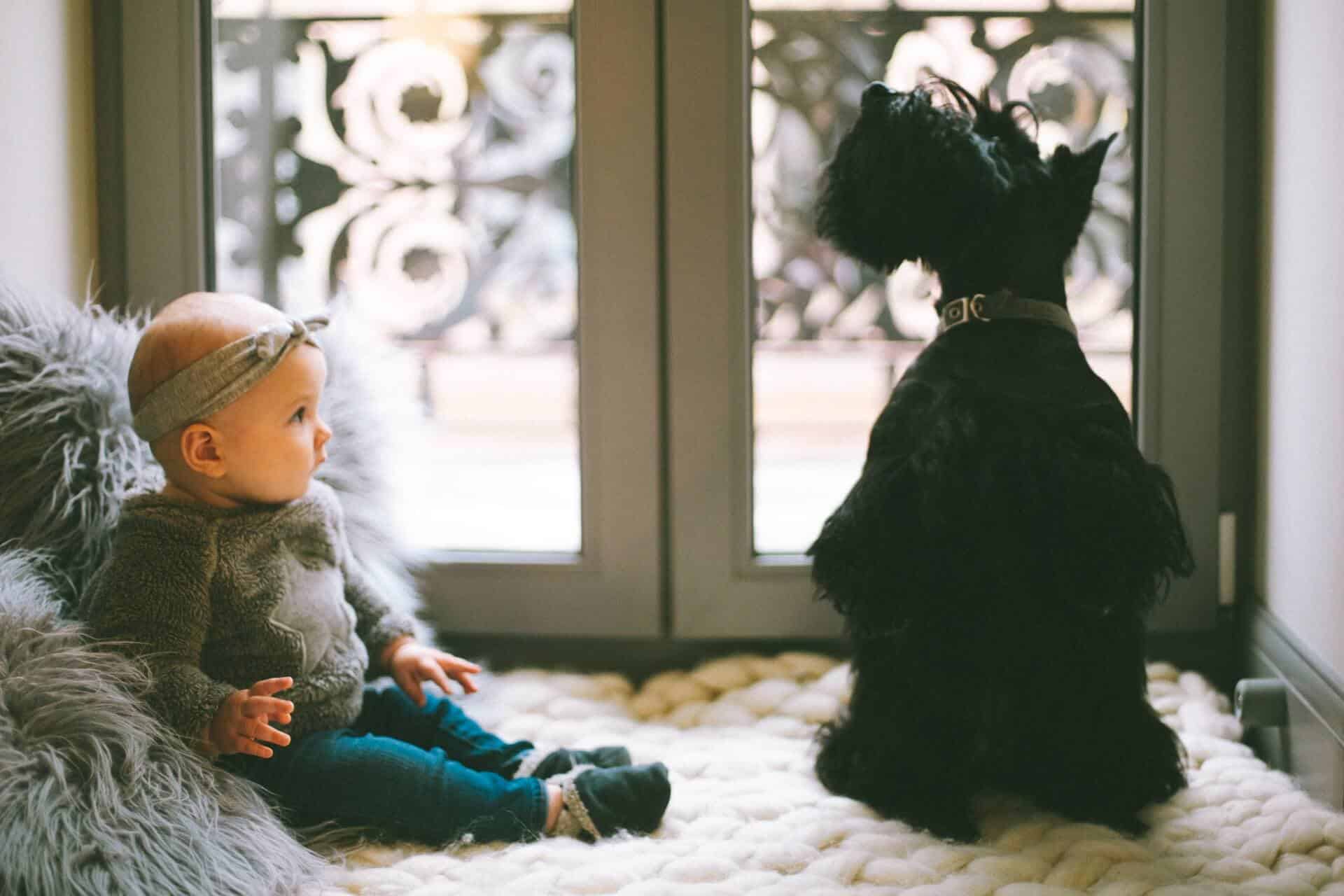 Dogs and Babies: How to Prepare Before Bringing Home a New Pooch