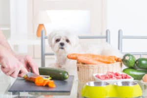 Dog looking at vegetables