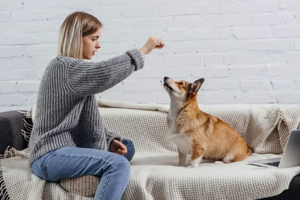 5 most interesting pet industry trends in 2021