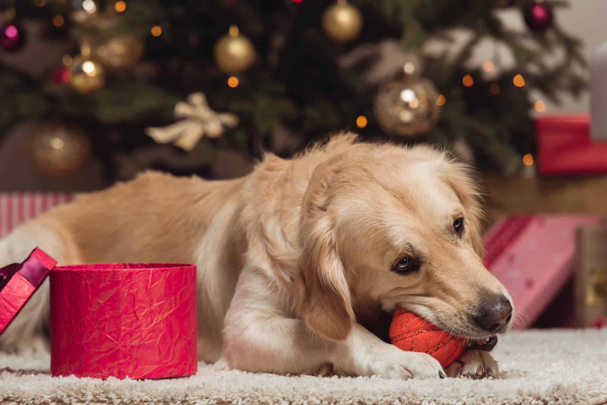7 Best Gifts for Dog lovers 2021