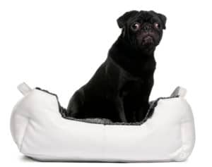 Dog sitting on a dog bed