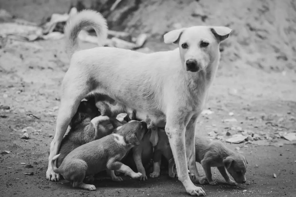 How to take care of a mother dog and her puppies