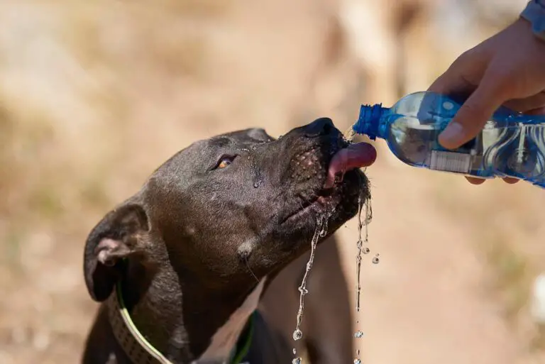 Dog drinking water in a hot day