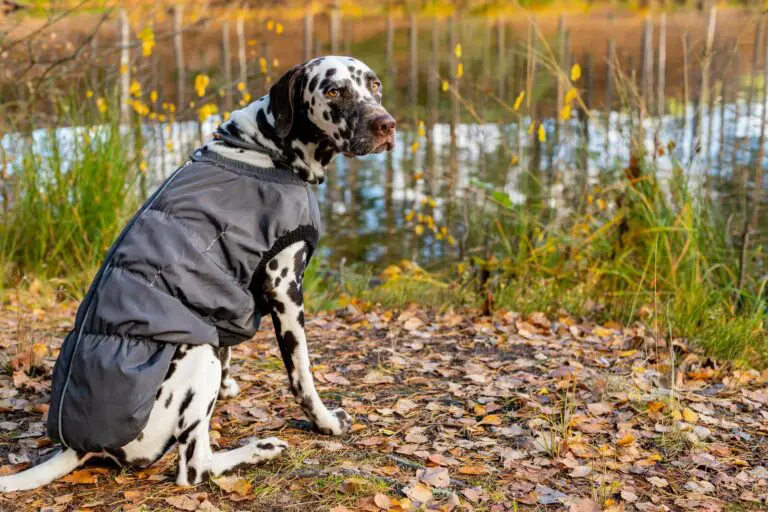 How to protect your dog from the cold