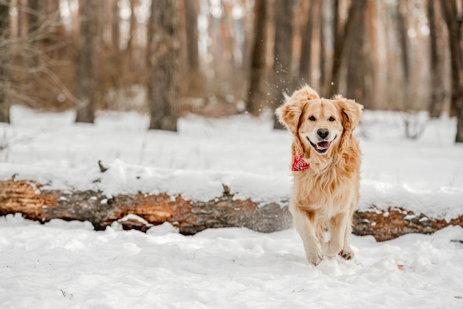 how to exercise dogs in winter