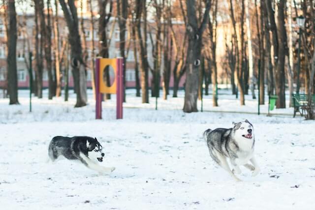 Run with your dog in the winter