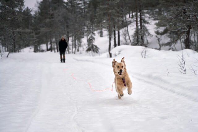 A dog running in the snow
