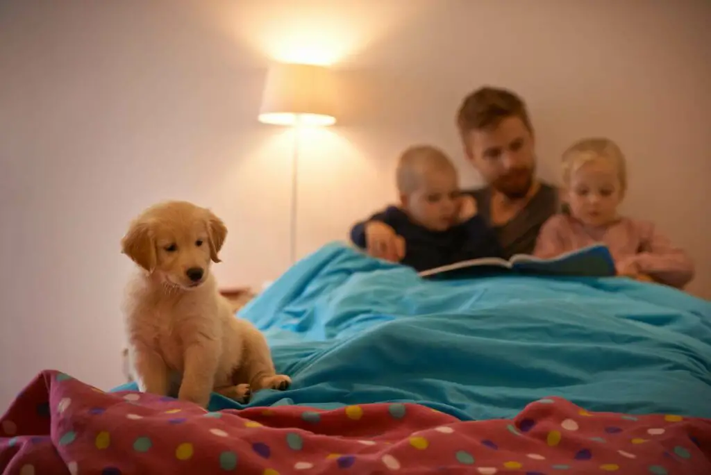 puppy sits on a bed with the family