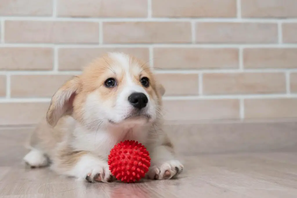 A puppy play with a ball