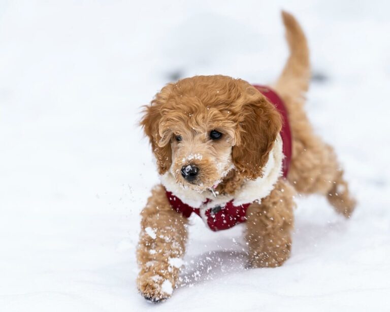 How to Help Your Dog Get Ready for Winter