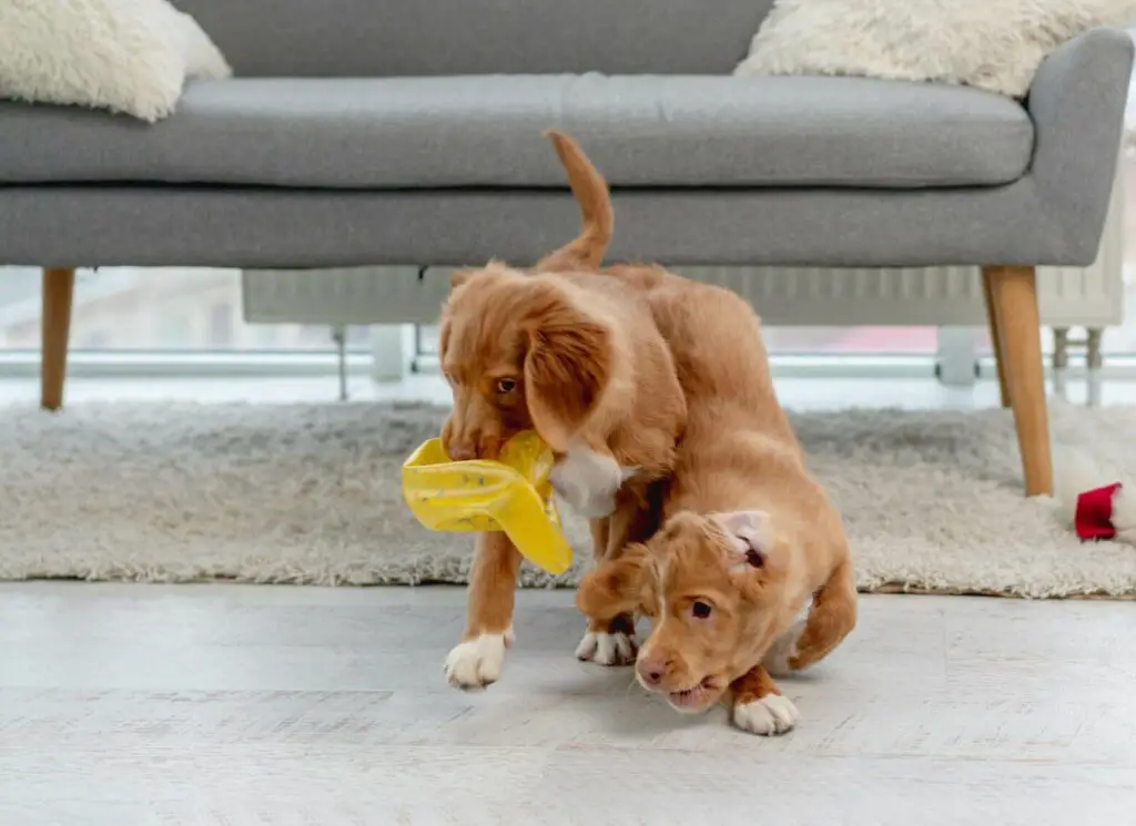 teach your dog to share toys