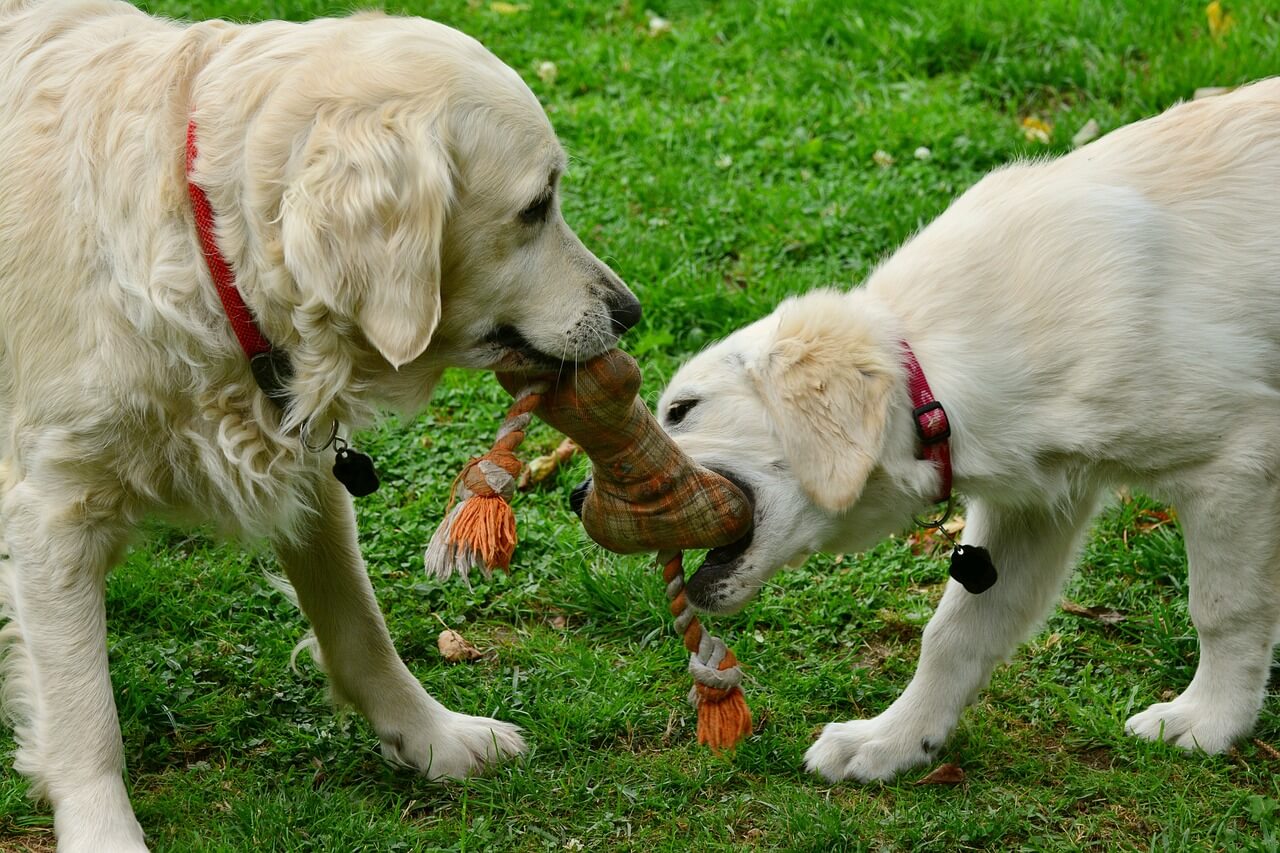 dogs sharing toy