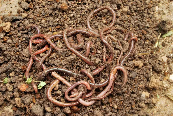 Earthworms help making compost