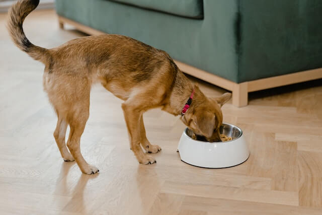 A dog eating Sensitive Stomach Diet