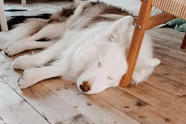 Dog sleep in his spot