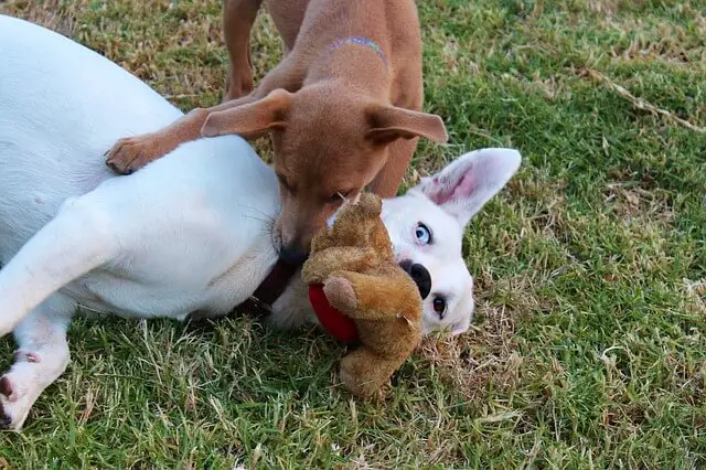 Dogs playing with a toy