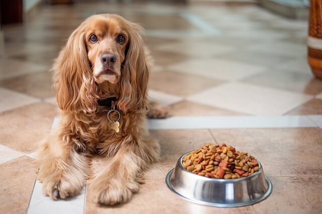 A dog near his food