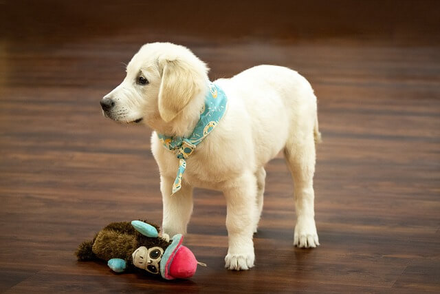 Check the Safety of dog toys