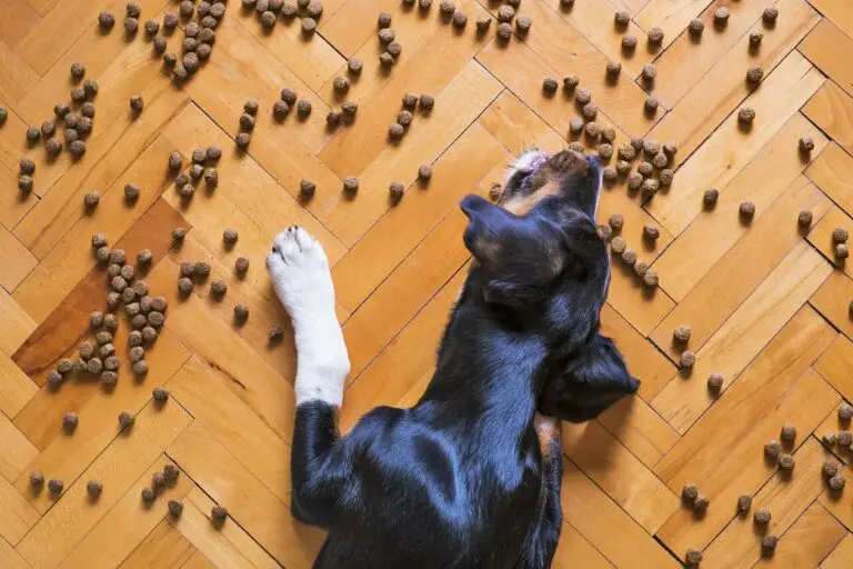 A dog laying near dog food