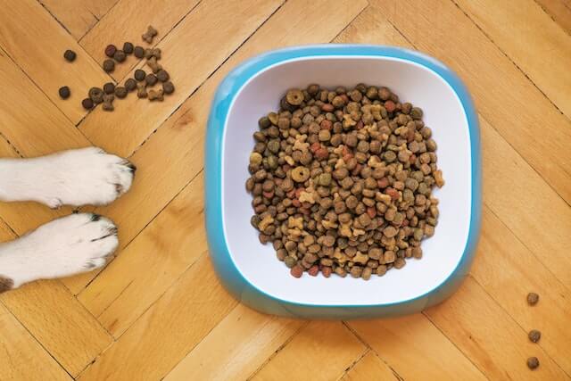 Dog food in a bowl