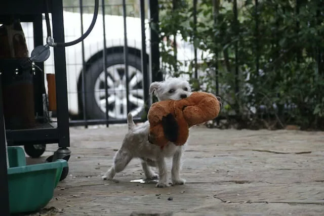 White puppy playing with a plush toy