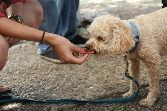 A dog eat a treat