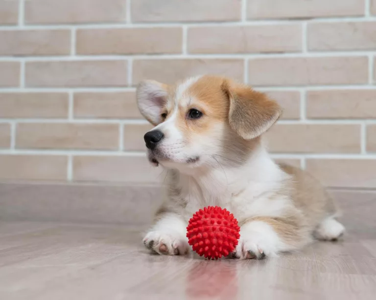 Understanding Dog Chew Toys