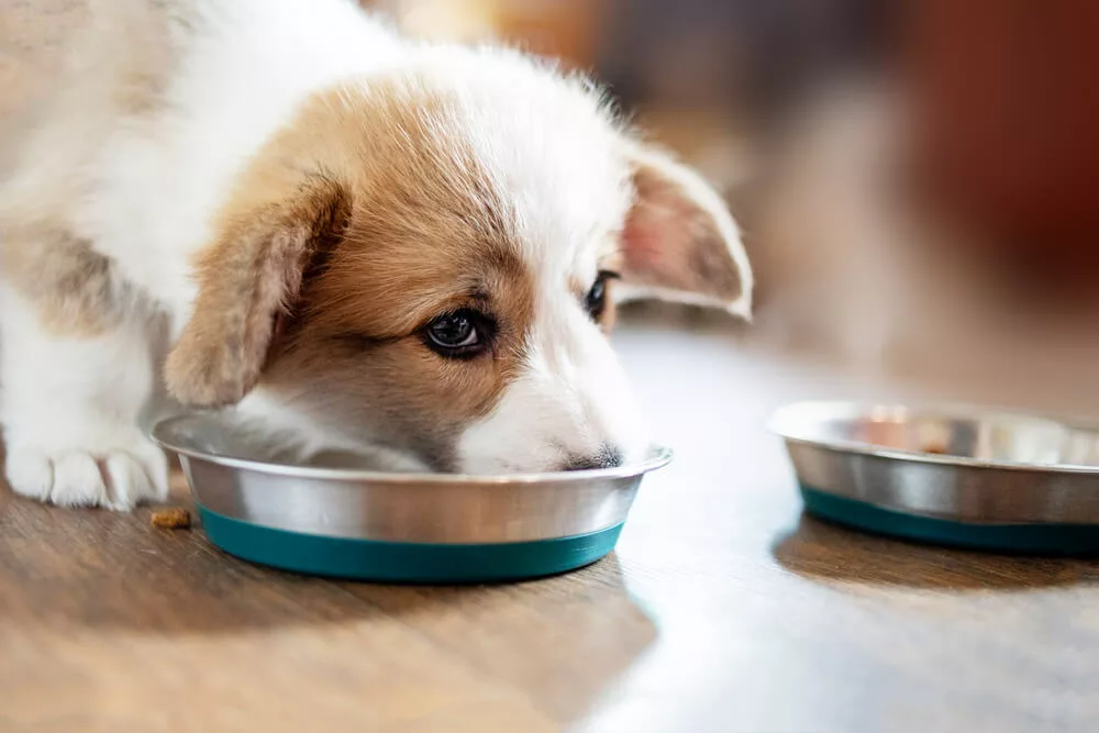 A puppy eat food
