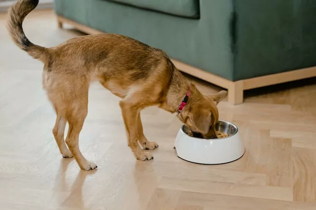 Small dog eating food