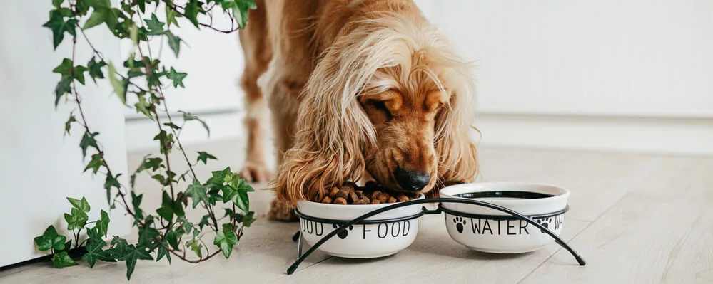 A dog eat from it's bowl