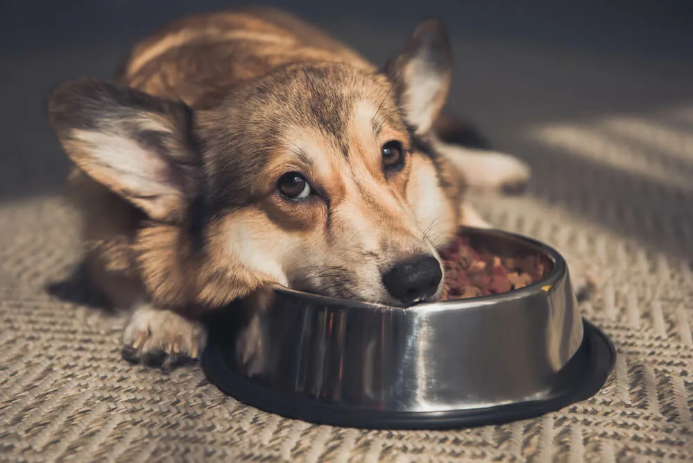 A dog lying on his food