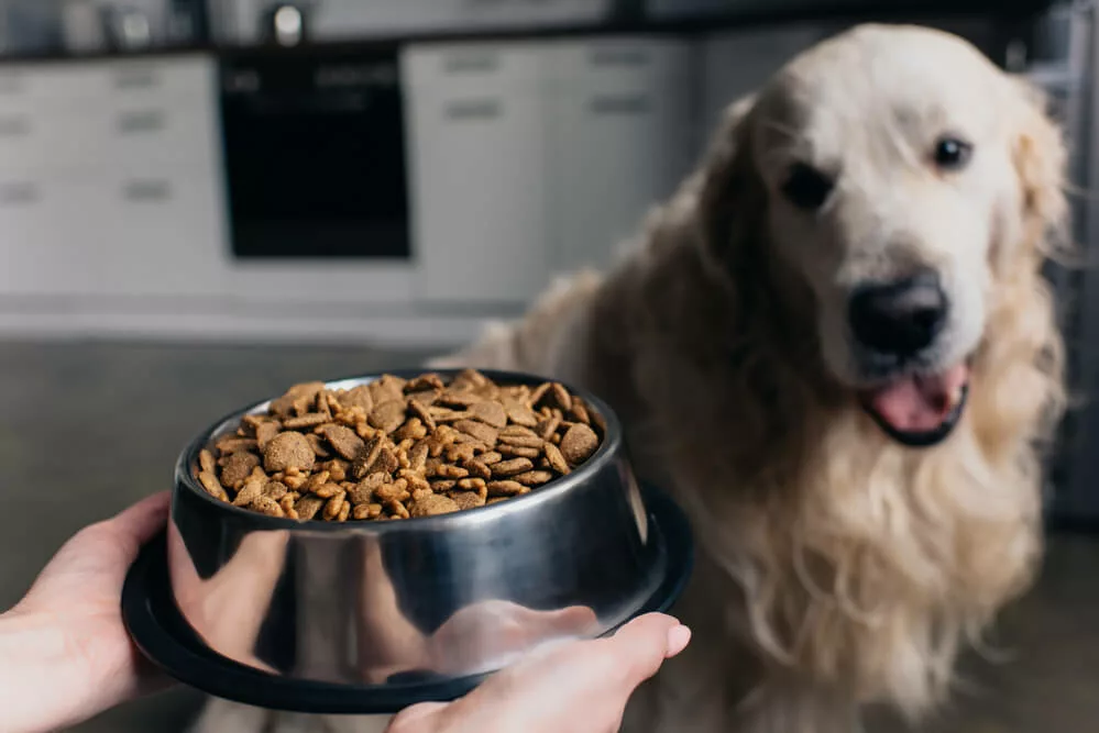 A dog getting food