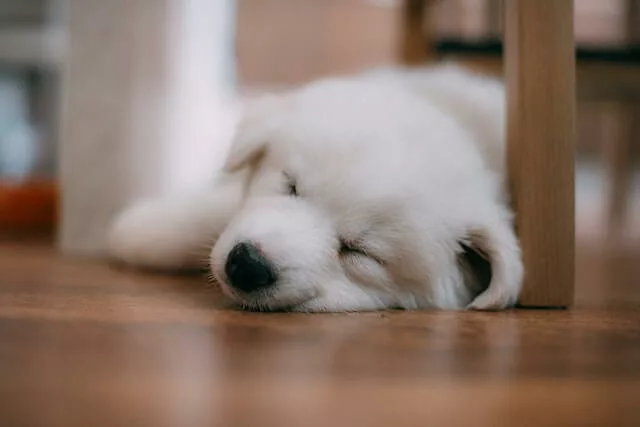 A dog sleeps on the floor