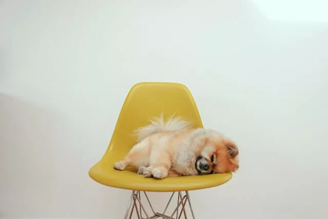 Brown dog sleeps on a chair