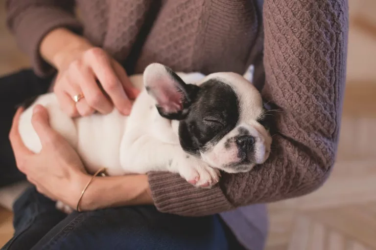 bulldog puppy sleeps on owner hands