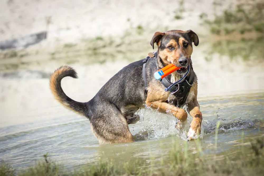 A dog playing in water
