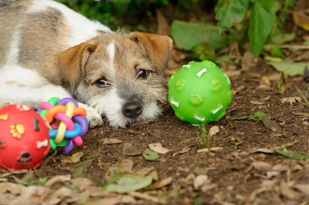 A dog resting near toys