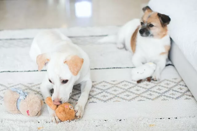 dogs lying down on the carpet with their toys