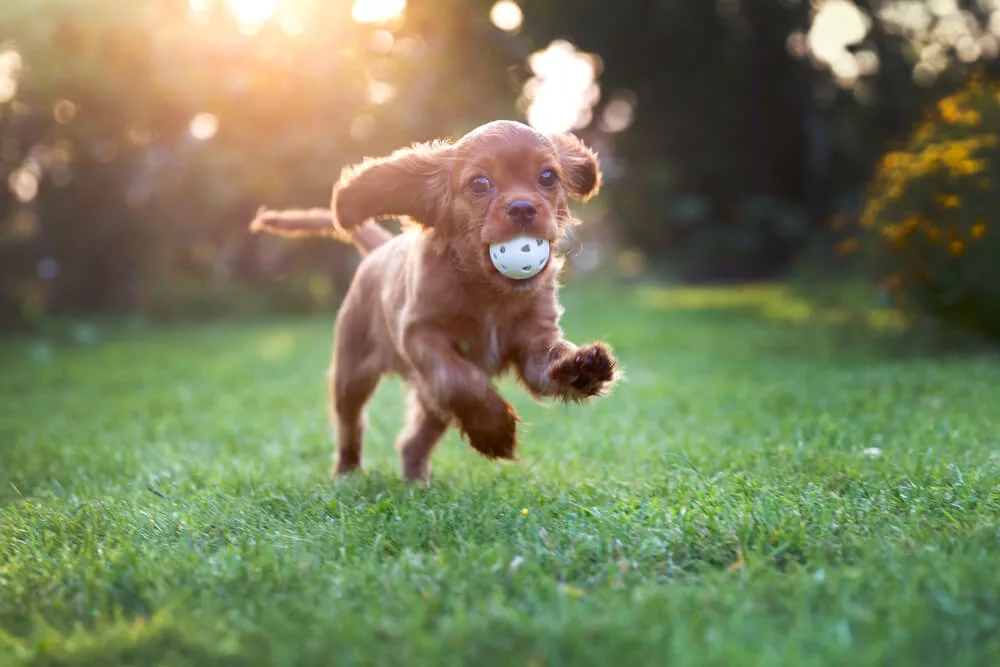 Happy puppy playing with a ball