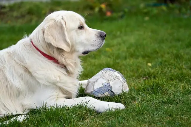 Labrador guarding deflated football ball