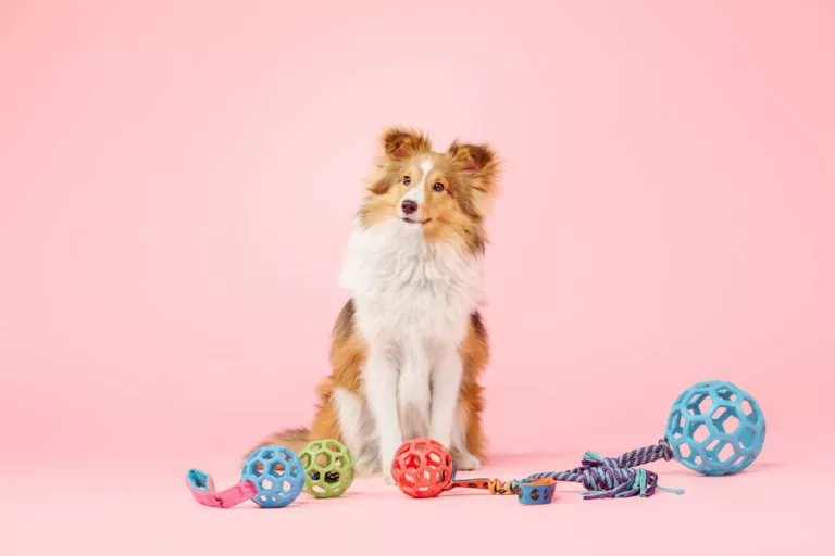 Border collie dog posting with toy balls