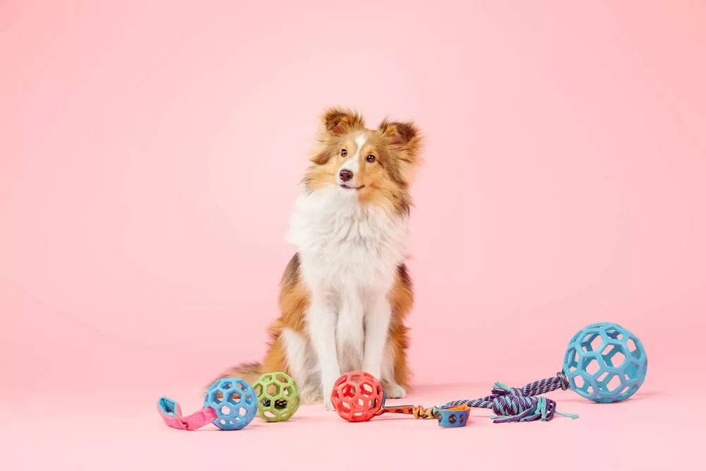 Border collie dog posting with toy balls