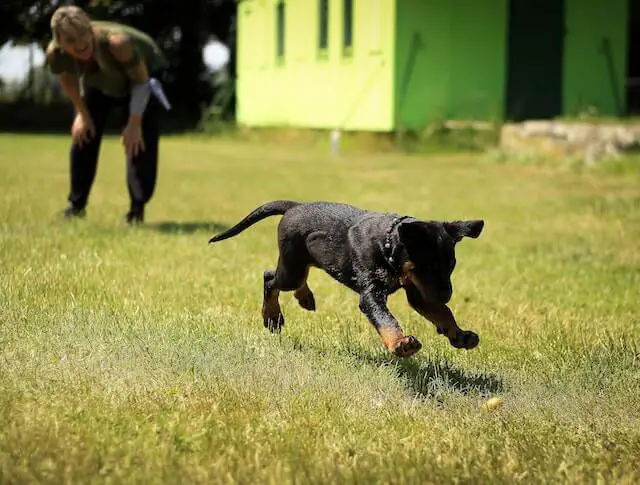 A puppy in training session