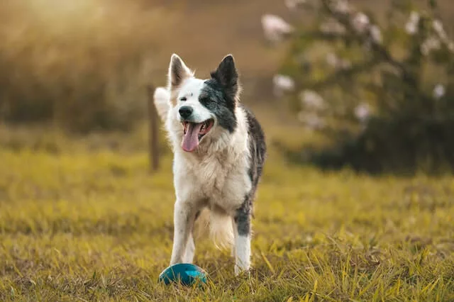 Border collie outside with a toy