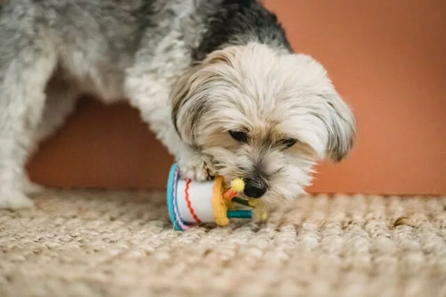 curious puppy biting toy for birthday
