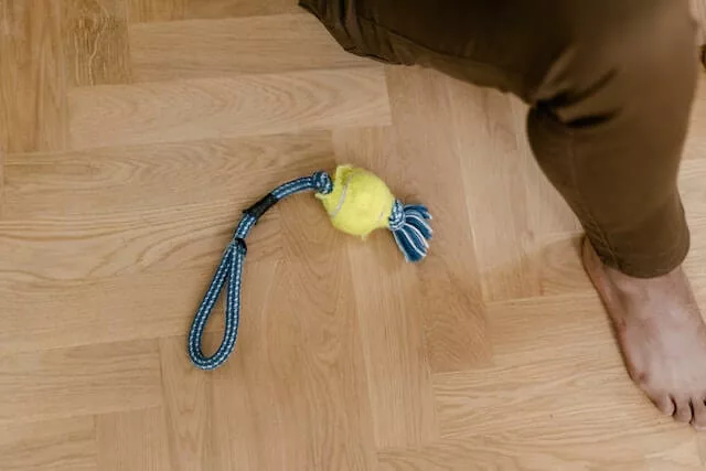 Dog toy on wooden floor