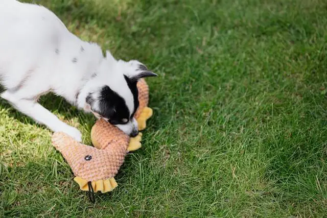 black and white dog biting a seahorse toy