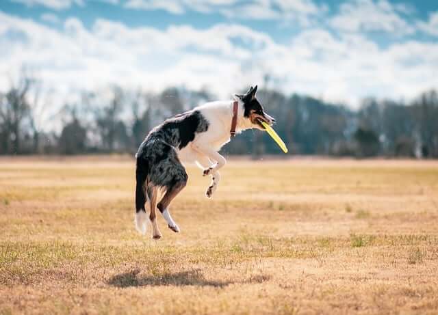Dog playing catch with frisbee