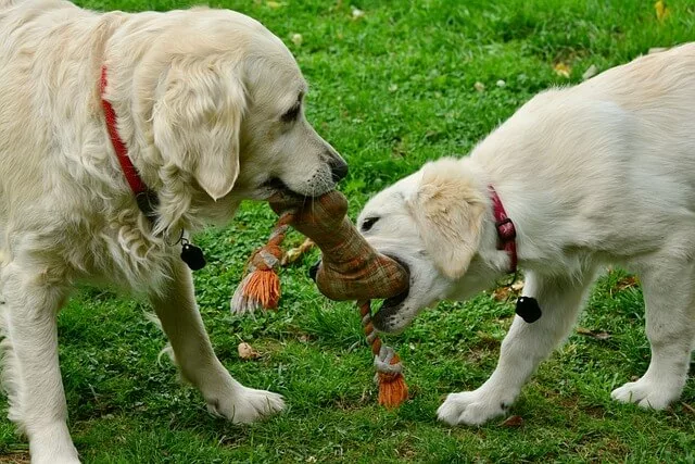 Two golden retriever playing with a rope toy
